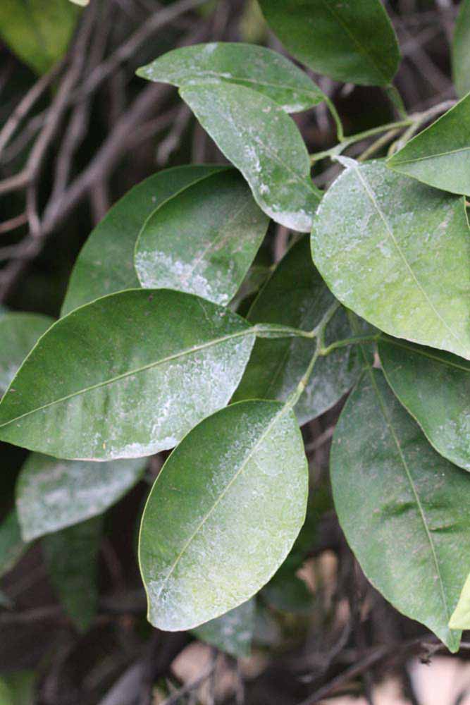              Shade leaves (Riverside, CA)       